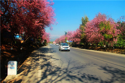 西雙版納公路局:黨建領(lǐng)航 打造邊疆文明路