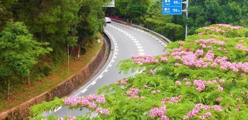 云南普洱公路局：點(diǎn)上增色 線上添彩 面上提質(zhì)，以綠為底向美而行